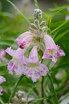 Desert willow Chilopsis linearis fragrant, funnel-shaped pink flowers photo